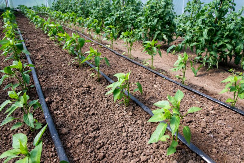 Drip Irrigation Installation in Aiken, SC